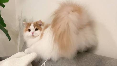 猫 スコティッシュフォールド レモン君 ふみふみマッサージ