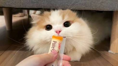 猫 スコティッシュフォールド レモン君 ふみふみマッサージ