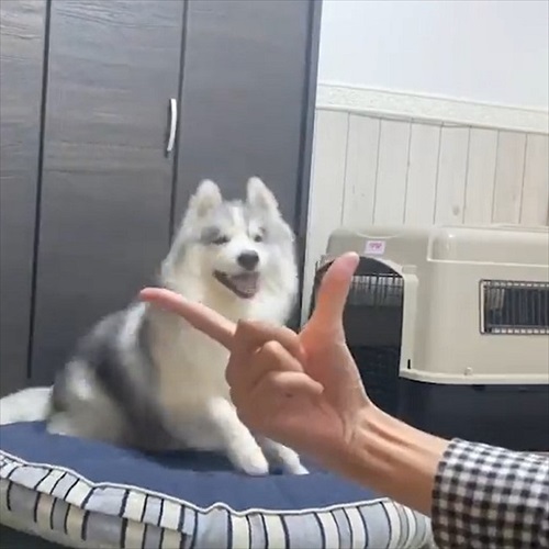 アゴを乗せる場所を間違るワンちゃん