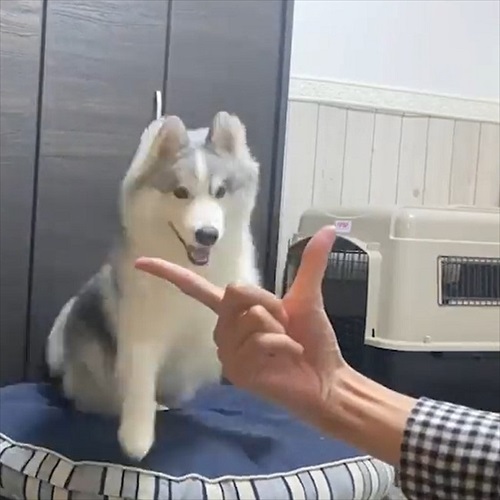 アゴを乗せる場所を間違るワンちゃん