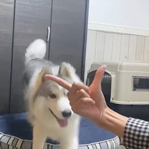 アゴを乗せる場所を間違るワンちゃん