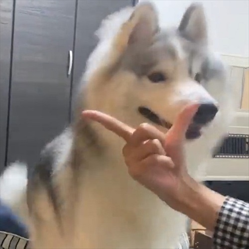 アゴを乗せる場所を間違るワンちゃん