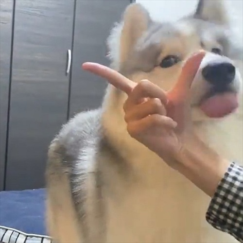 アゴを乗せる場所を間違るワンちゃん