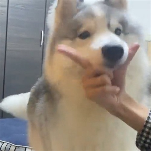 アゴを乗せる場所を間違るワンちゃん