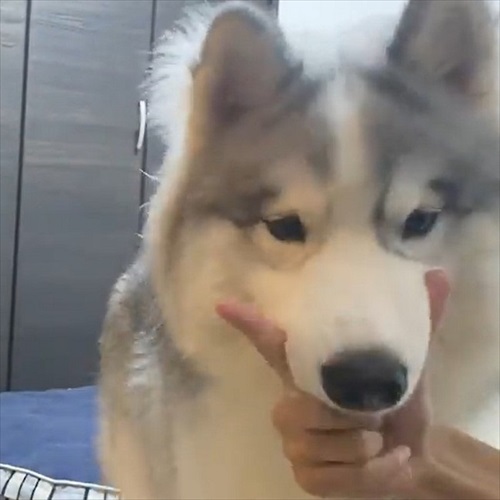 アゴを乗せる場所を間違るワンちゃん