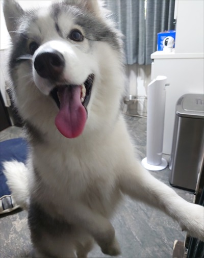 アゴを乗せる場所を間違るワンちゃん