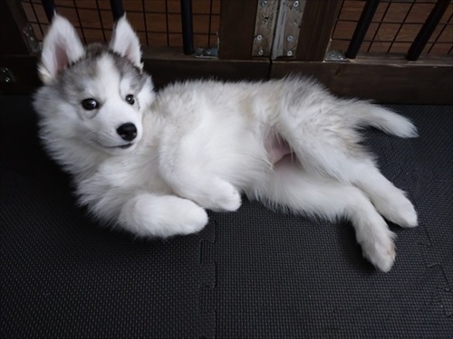 アゴを乗せる場所を間違るワンちゃん