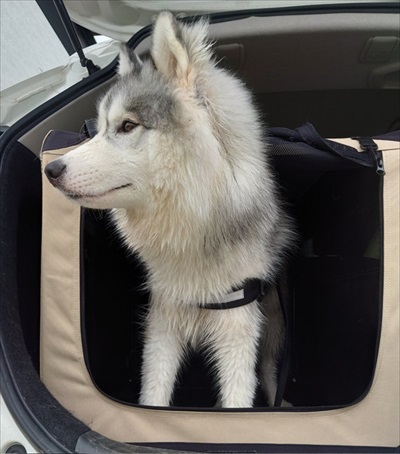 アゴを乗せる場所を間違るワンちゃん