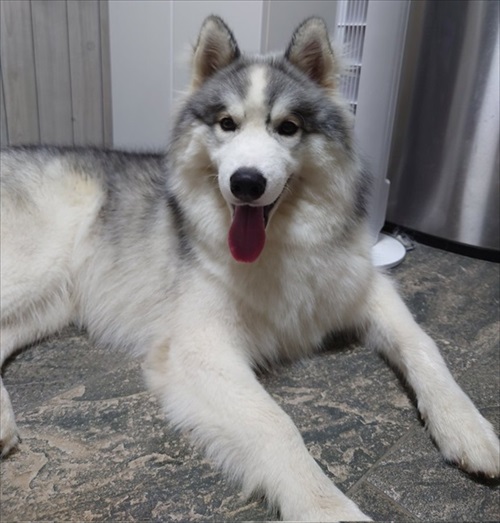 アゴを乗せる場所を間違るワンちゃん