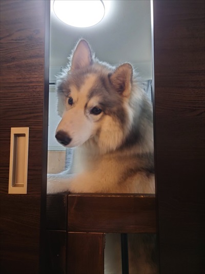 アゴを乗せる場所を間違るワンちゃん