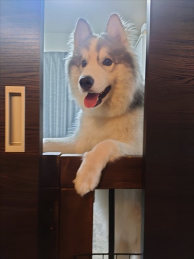 アゴを乗せる場所を間違るワンちゃん