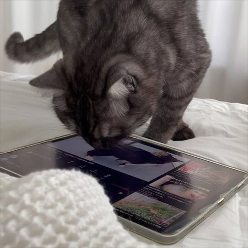 この猫が居れば戦争はなくなるのでは