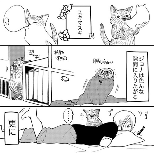 この猫が居れば戦争はなくなるのでは