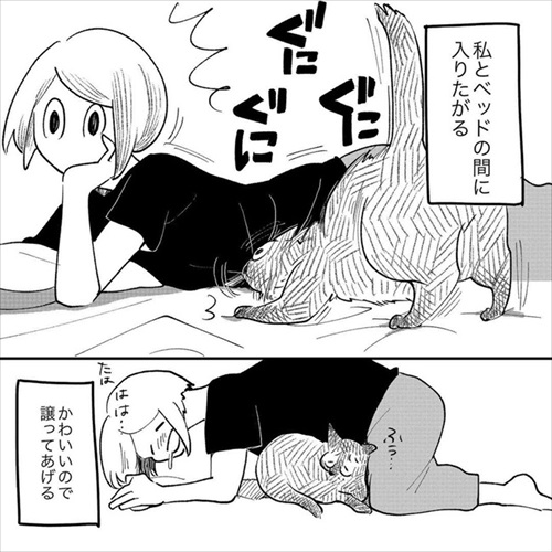 この猫が居れば戦争はなくなるのでは