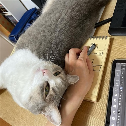 この猫が居れば戦争はなくなるのでは