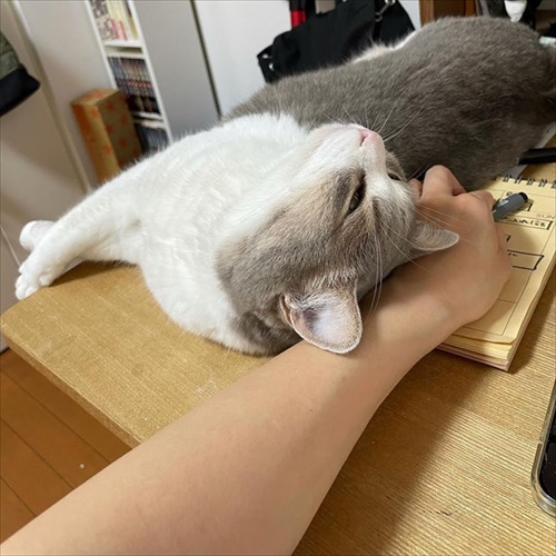 この猫が居れば戦争はなくなるのでは