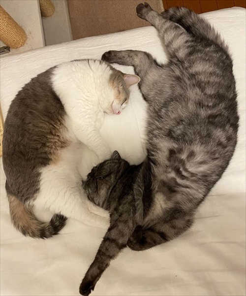 この猫が居れば戦争はなくなるのでは