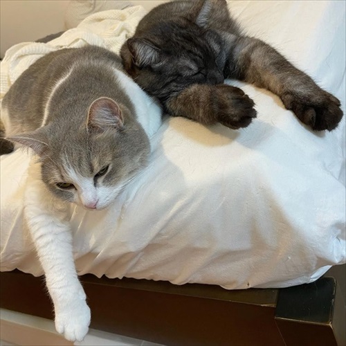 この猫が居れば戦争はなくなるのでは