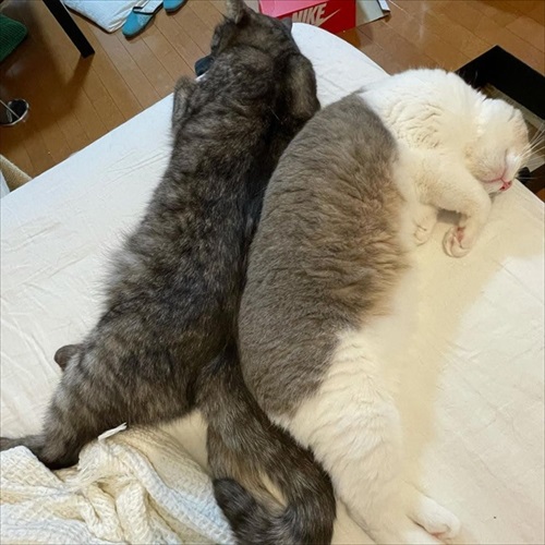 この猫が居れば戦争はなくなるのでは