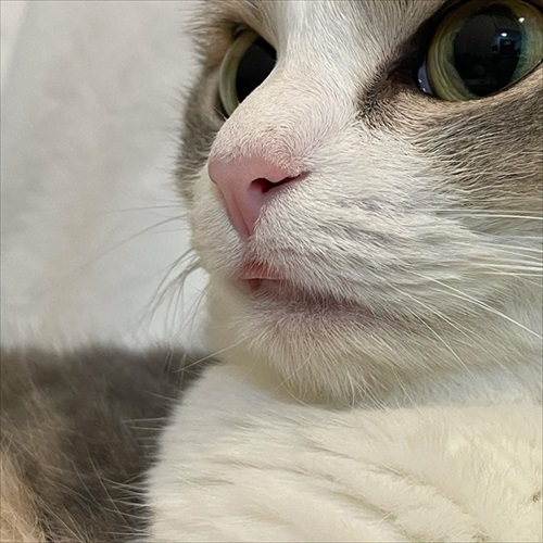 この猫が居れば戦争はなくなるのでは