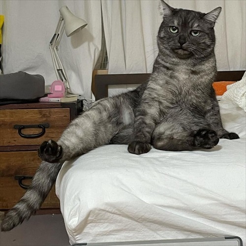 この猫が居れば戦争はなくなるのでは