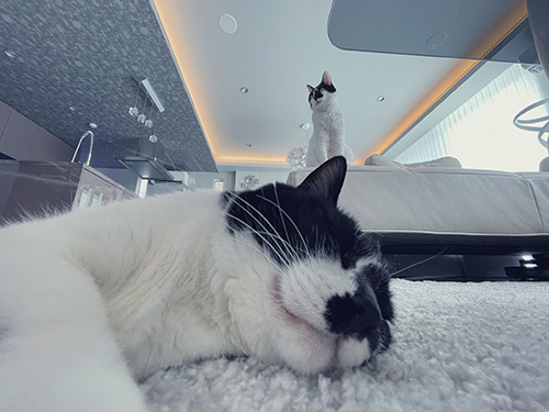 ワンパンされたっぽい猫ちゃん