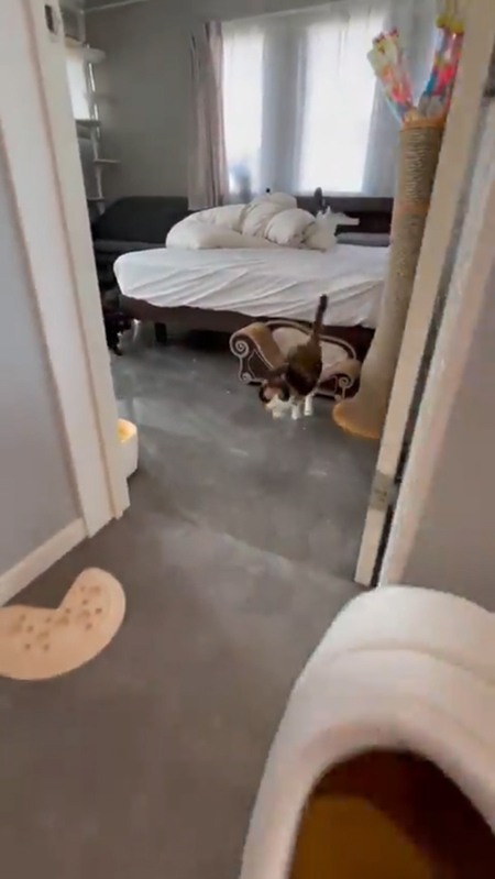 降りてくる猫ちゃんたち