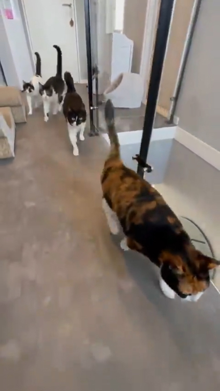 廊下を走る猫ちゃんたち