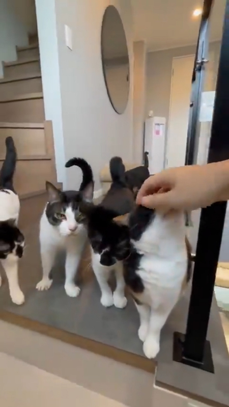 猫　多頭飼い　お出迎え　熱烈　かわいい