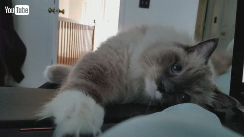 「Cuddly Kitty Prefers Pets over Owner's Laptop || ViralHog」