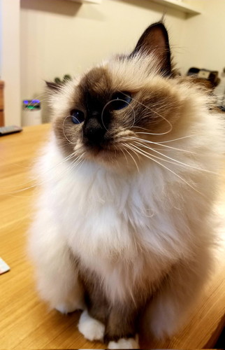 ヒゲめがねのリブちゃん