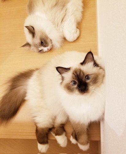 ヒゲめがねのリブちゃん