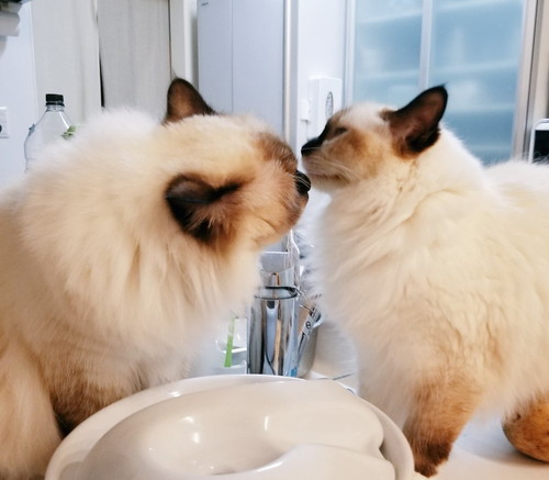 猫ちゃんたち