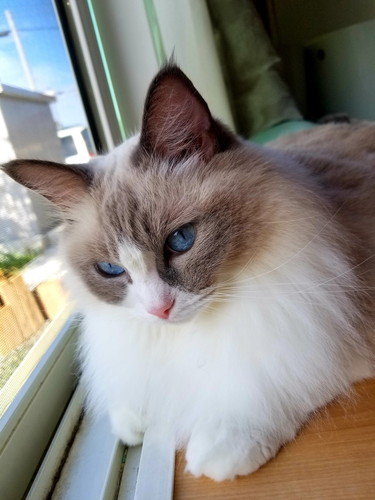 猫ちゃんたち
