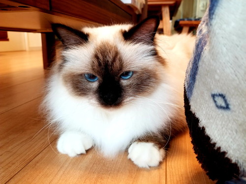 猫ちゃんたち