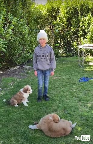 サプライズ子犬