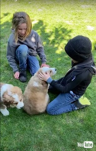 サプライズ子犬