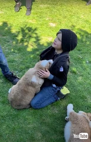 サプライズ子犬