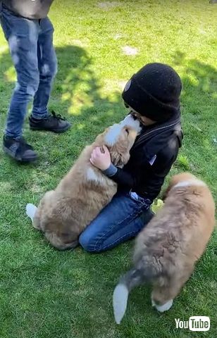 サプライズ子犬