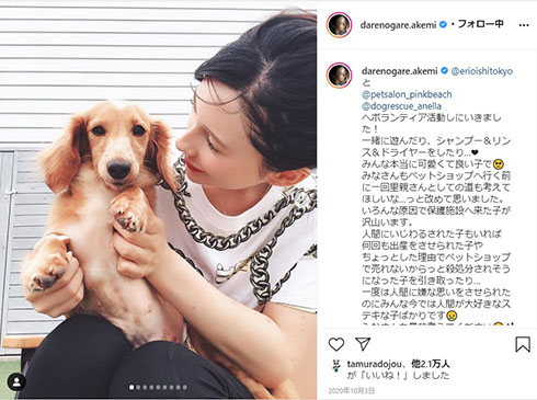 ダレノガレ明美 保護犬