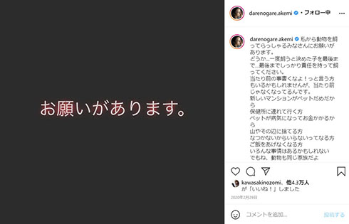 ダレノガレ明美 保護犬