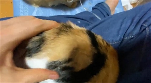 甘え方がおかしい猫ちゃん