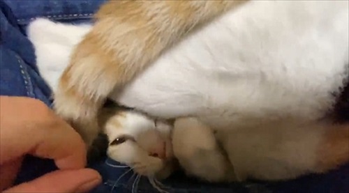 甘え方がおかしい猫ちゃん