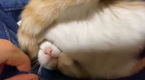 甘え方がおかしい猫ちゃん