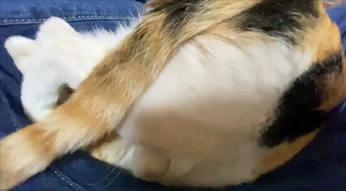 甘え方がおかしい猫ちゃん