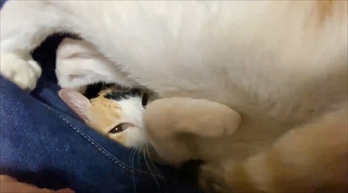 甘え方がおかしい猫ちゃん