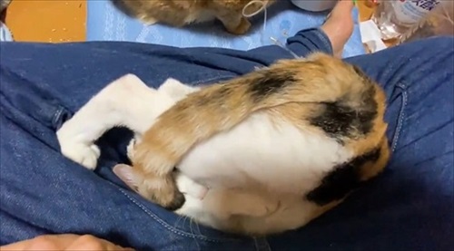 甘え方がおかしい猫ちゃん