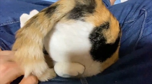 甘え方がおかしい猫ちゃん