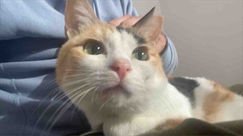 甘え方がおかしい猫ちゃん