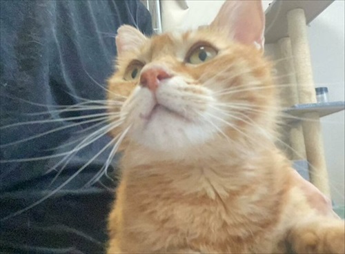 甘え方がおかしい猫ちゃん